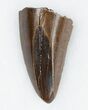 Beautiful Tyrannosaurus (T-Rex) Tooth #11918-1